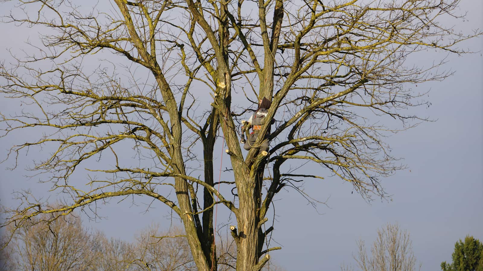 Canopy Tree Service crew Springfield