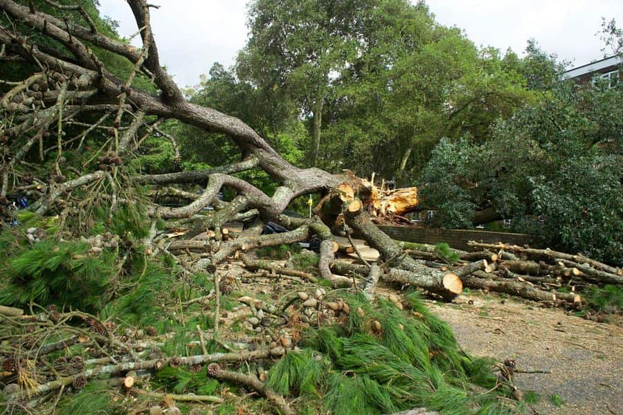 Professional tree care Springfield