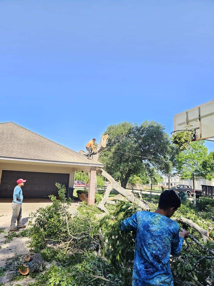 Tree removal team Missouri