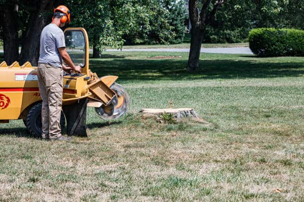 Stump grinding Springfield MO