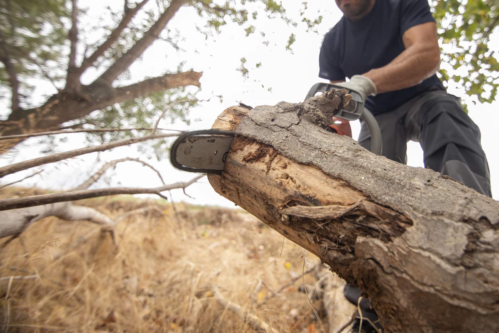 Tree removal services Springfield MO