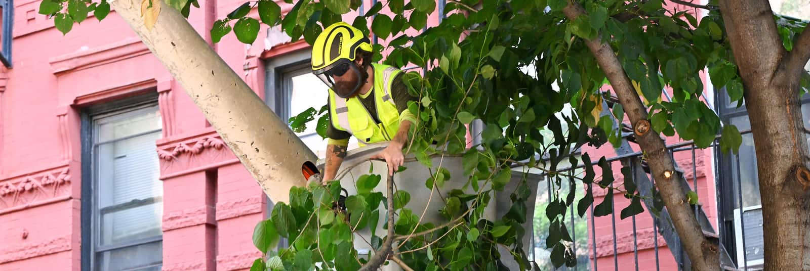 Tree trimming and pruning Springfield MO